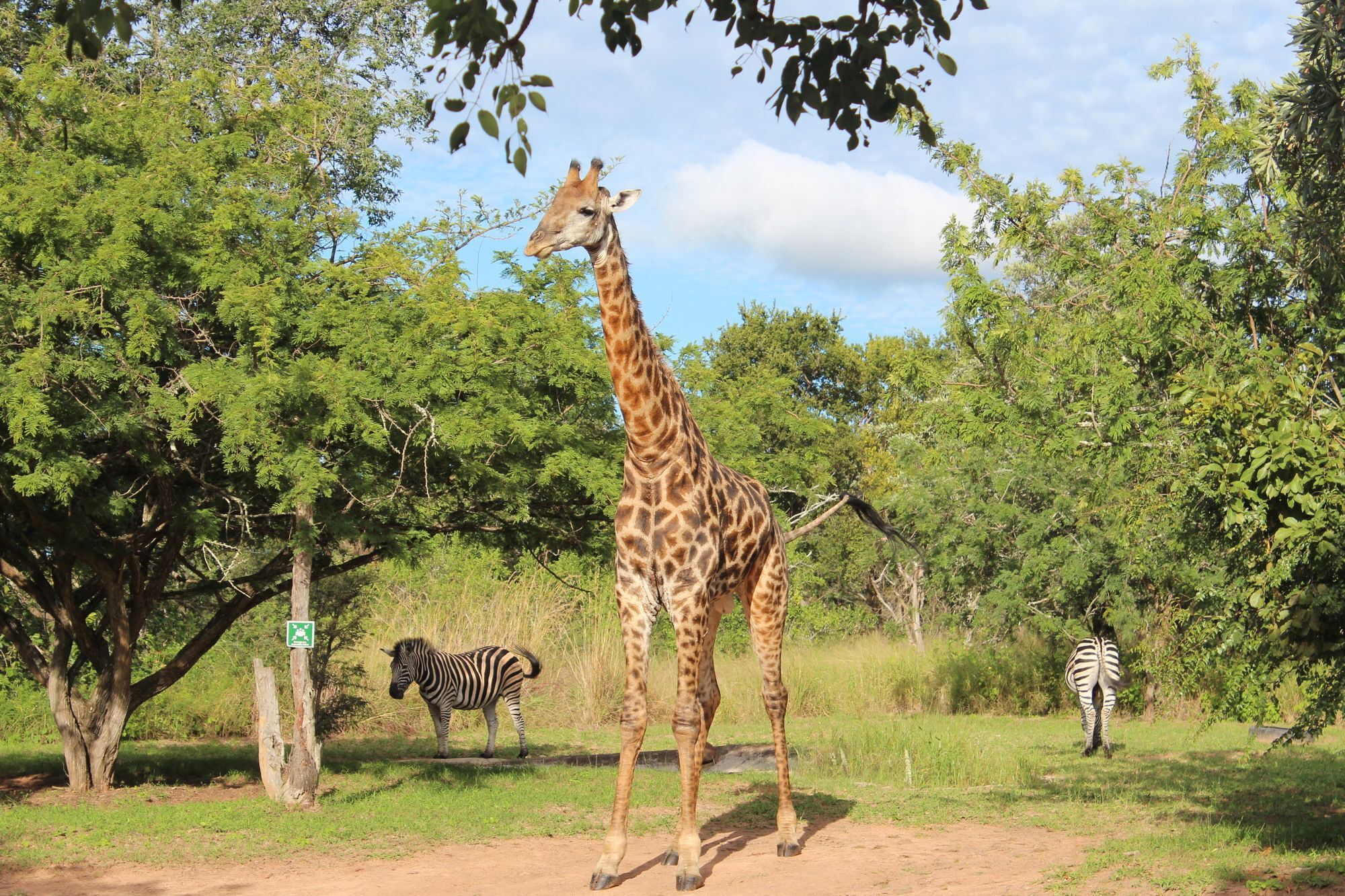 Thornhill Safari Lodge Hoedspruit Eksteriør bilde